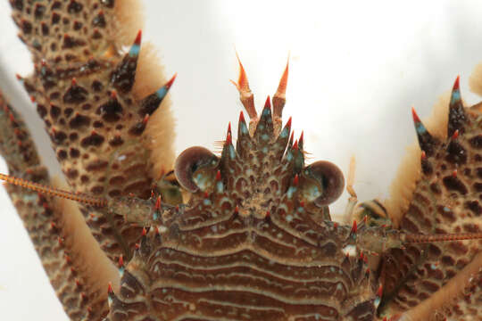 Image of Leach's squat lobster