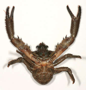 Image of Leach's squat lobster