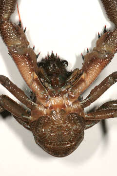 Image of Leach's squat lobster