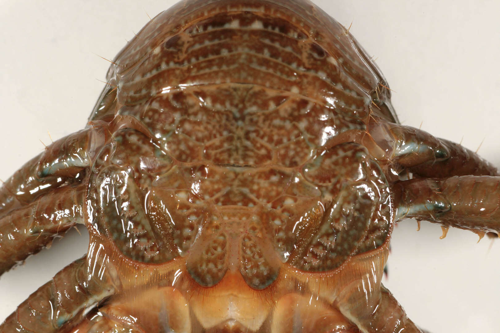 Image of Leach's squat lobster