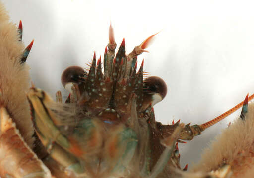 Image of Leach's squat lobster