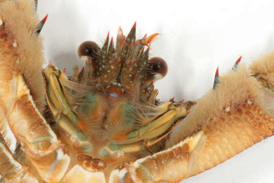 Image of Leach's squat lobster