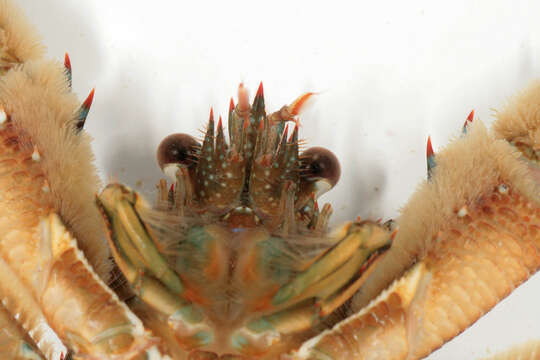 Image of Leach's squat lobster