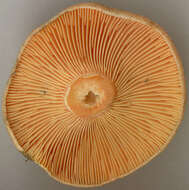 Image of Lactarius semisanguifluus R. Heim & Leclair 1950