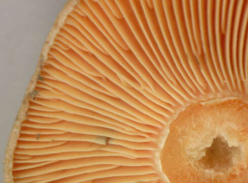 Image of Lactarius semisanguifluus R. Heim & Leclair 1950