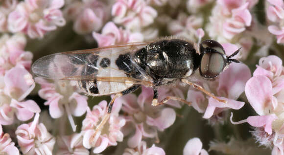 Image of Nemotelus notatus Zetterstedt 1842