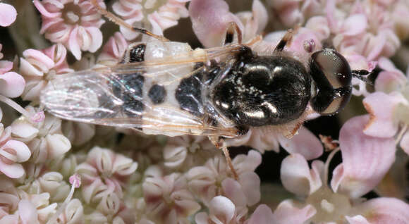 Image of Nemotelus notatus Zetterstedt 1842