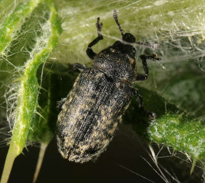 Image of Thistle Head Weevil