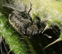 Image of Thistle Head Weevil