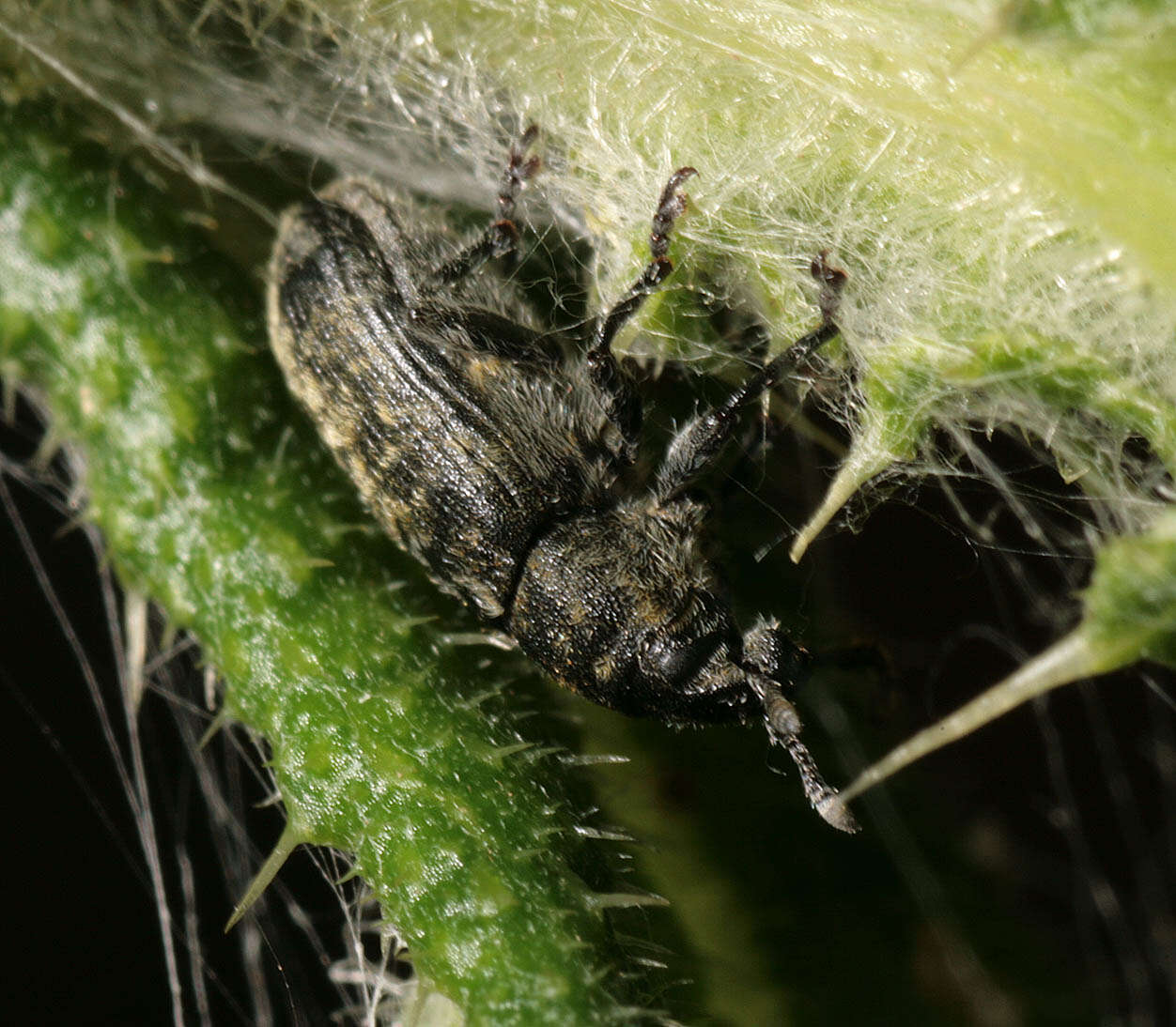 Image of Thistle Head Weevil