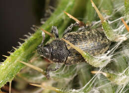 Image of Thistle Head Weevil