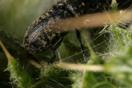 Image of Thistle Head Weevil