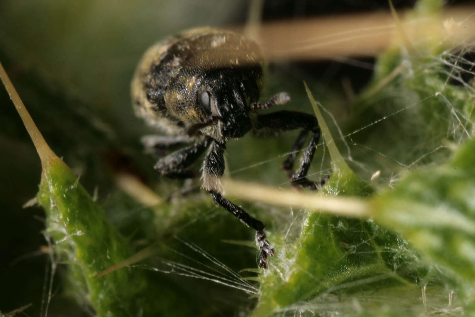 Image of Thistle Head Weevil