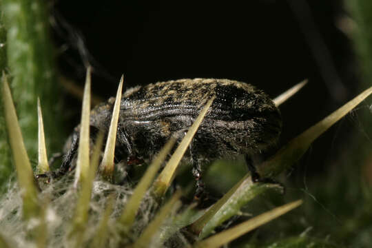 Image of Thistle Head Weevil