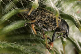 Image of Thistle Head Weevil