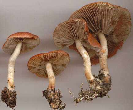 Image of Leratiomyces ceres (Cooke & Massee) Spooner & Bridge 2008