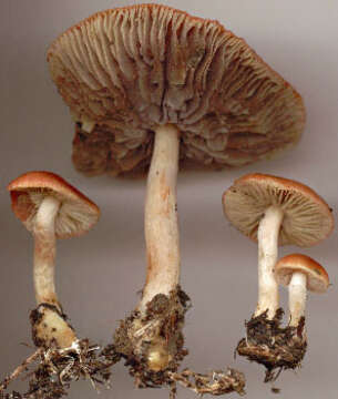 Image of Leratiomyces ceres (Cooke & Massee) Spooner & Bridge 2008