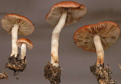 Image of Leratiomyces ceres (Cooke & Massee) Spooner & Bridge 2008