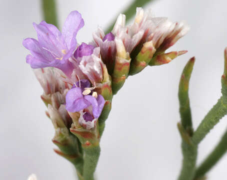 Imagem de Limonium portlandicum (Ingr.) P. D. Sell