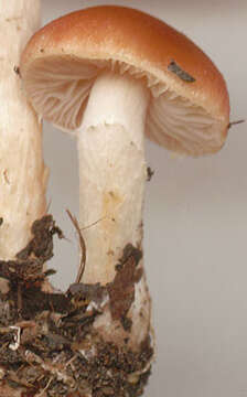 Image of Leratiomyces ceres (Cooke & Massee) Spooner & Bridge 2008