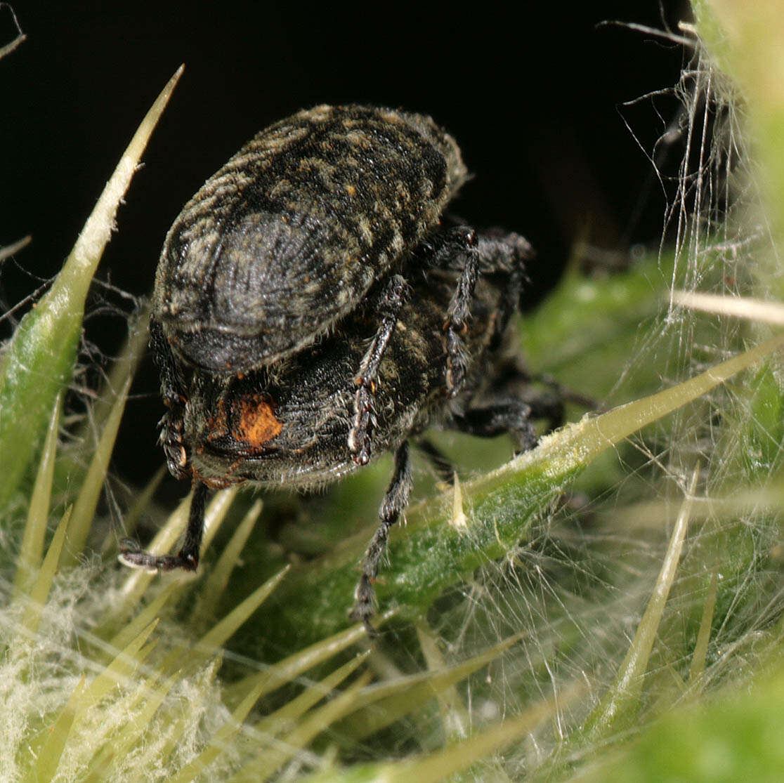 Image of Thistle Head Weevil