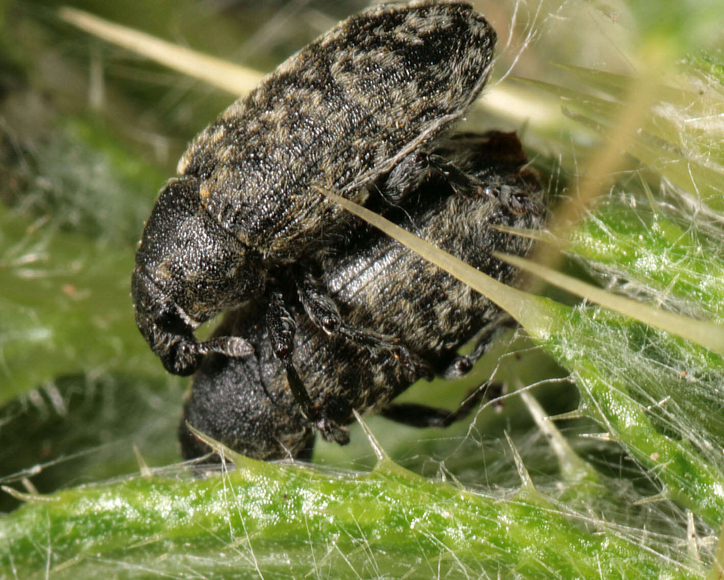 Image of Thistle Head Weevil