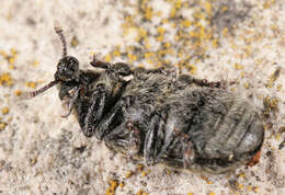 Image of Thistle Head Weevil