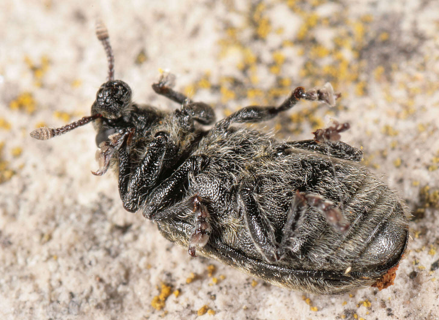 Image of Thistle Head Weevil