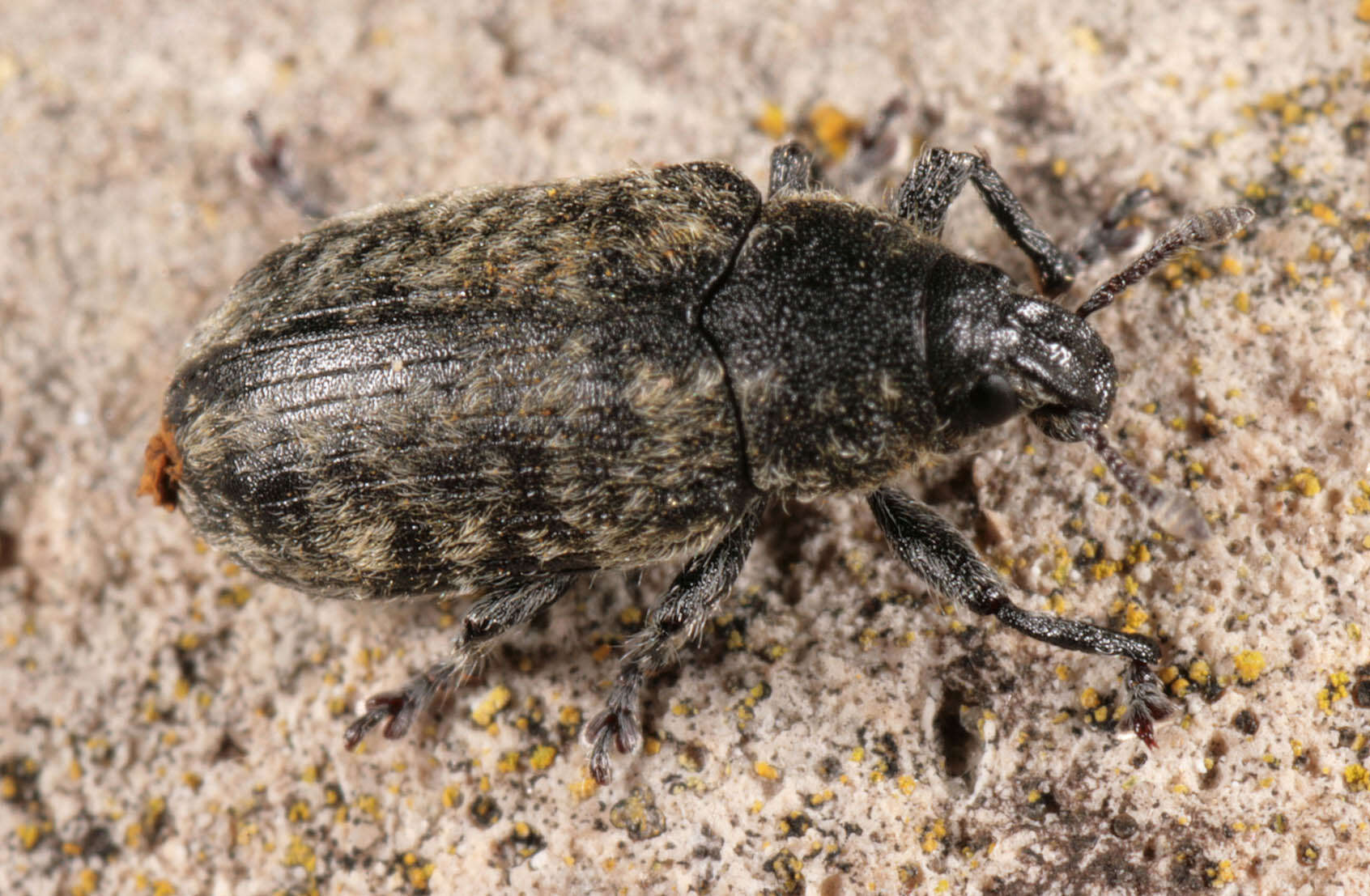 Image of Thistle Head Weevil