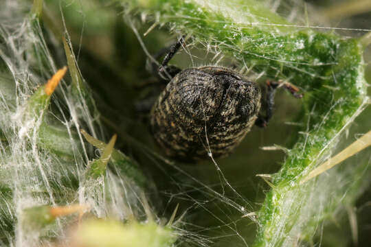 Image of Thistle Head Weevil