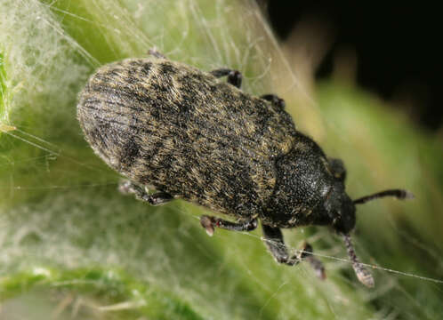 Image of Thistle Head Weevil