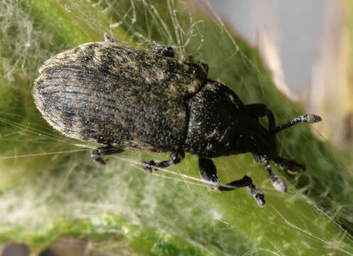 Image of Thistle Head Weevil