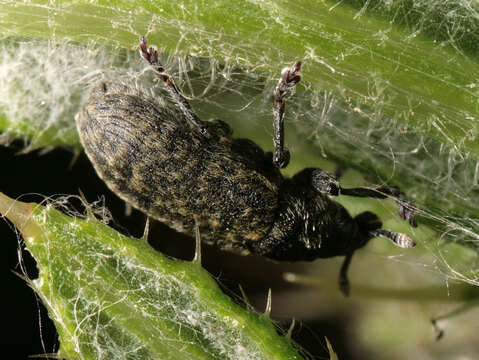 Image of Thistle Head Weevil