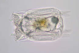 Image of Polyarthra vulgaris Carlin 1943