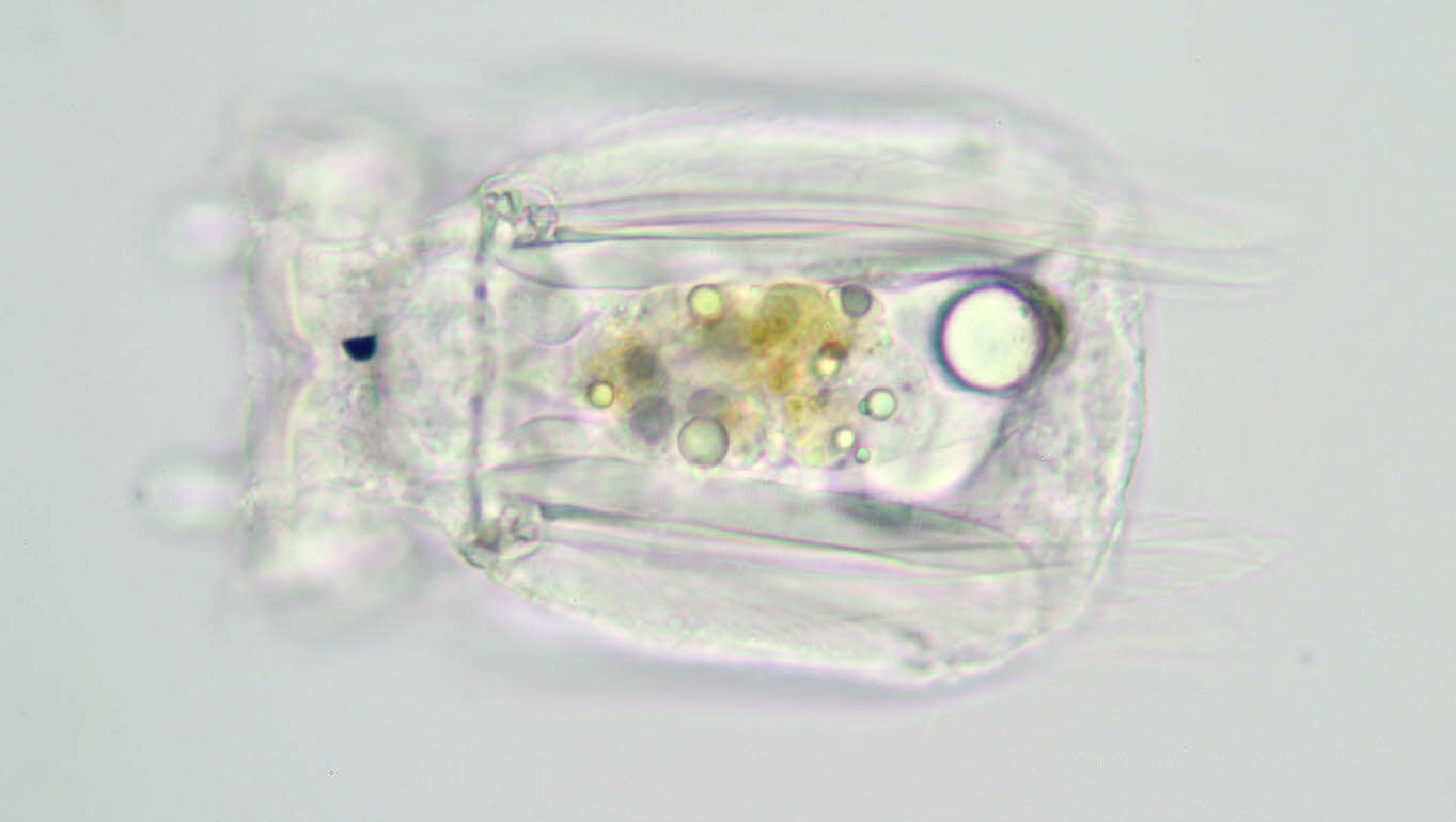 Image of Polyarthra vulgaris Carlin 1943