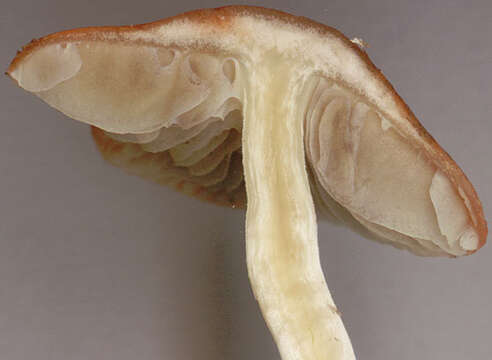 Image of Leratiomyces ceres (Cooke & Massee) Spooner & Bridge 2008