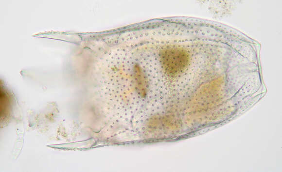 Keratella serrulata (Ehrenberg 1838) resmi