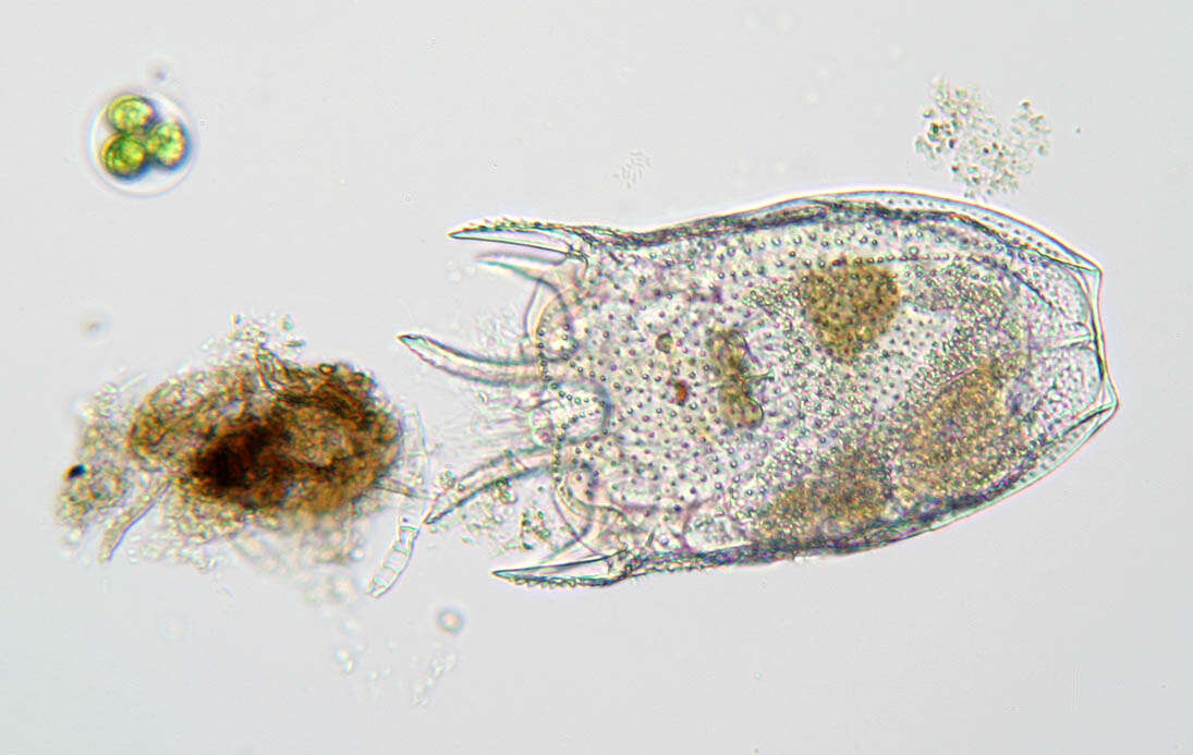 Keratella serrulata (Ehrenberg 1838) resmi