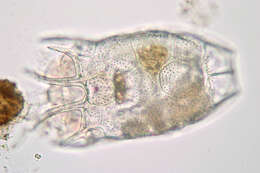 Keratella serrulata (Ehrenberg 1838) resmi