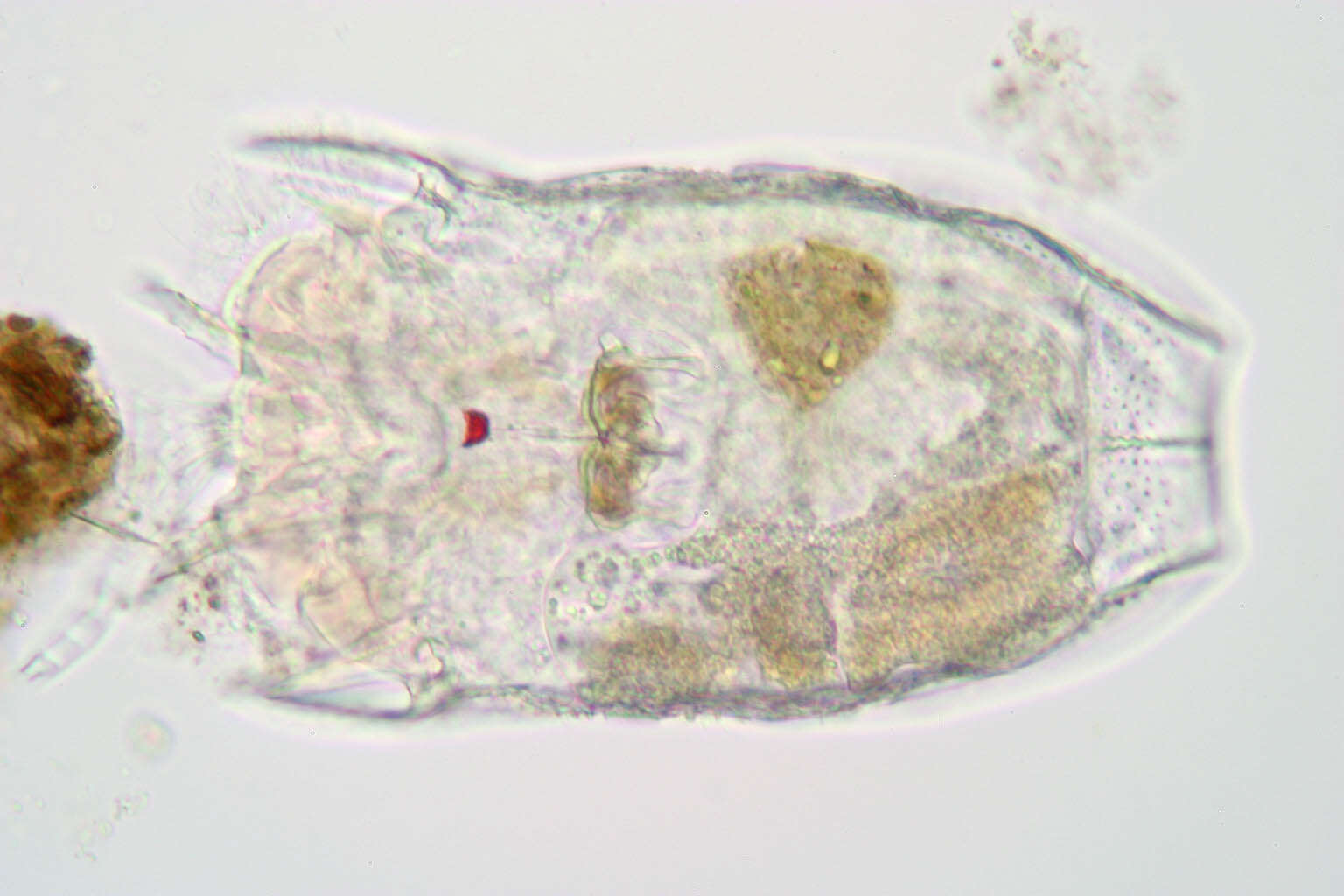 صورة Keratella serrulata (Ehrenberg 1838)