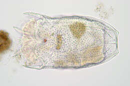 Keratella serrulata (Ehrenberg 1838) resmi