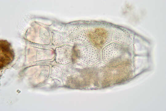 Keratella serrulata (Ehrenberg 1838) resmi