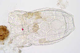 Keratella serrulata (Ehrenberg 1838) resmi