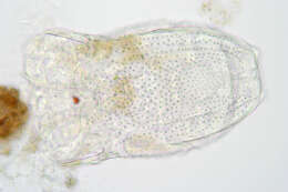 صورة Keratella serrulata (Ehrenberg 1838)