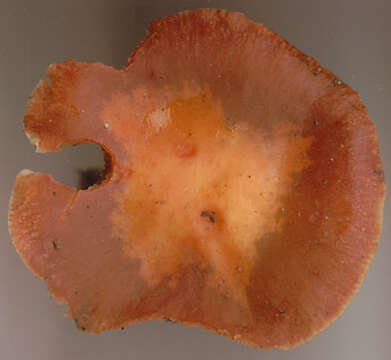 Image of Leratiomyces ceres (Cooke & Massee) Spooner & Bridge 2008