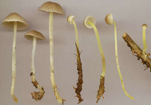 Image of Mycena epipterygia (Scop.) Gray 1821