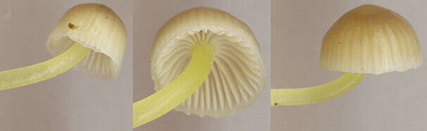 Image of Mycena epipterygia (Scop.) Gray 1821