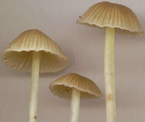 Image of Mycena epipterygia (Scop.) Gray 1821