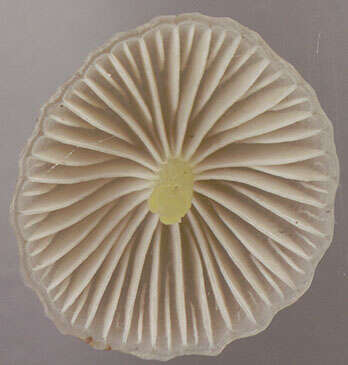 Image of Mycena epipterygia (Scop.) Gray 1821