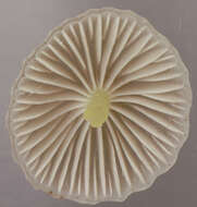 Image of Mycena epipterygia (Scop.) Gray 1821